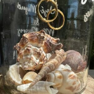 Portaalianzas Caracola